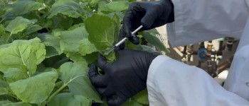 Студенти придумали геніальну схему вирощування Ozempic вдома