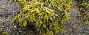 Енергія завтрашнього дня може бути не сонячної, а з водоростей