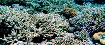 Тим часом, на Великому Бар'єрному рифі сталося жахливе знебарвлення