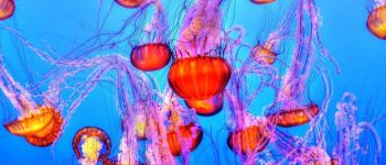 Екосистема океану може бути знищеною вже в цьому десятилітті