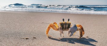 Океан стає настільки кислотним, що розчиняє панцирі крабів