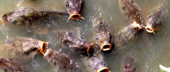 Всі ріки світу перегороджені, рибі ніде податися