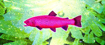 В деяких річках досить метамфетаміну, щоб викликати залежність у риб