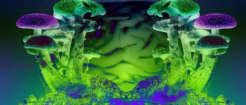 Ось як чарівні гриби руйнують ваше самовідчуття