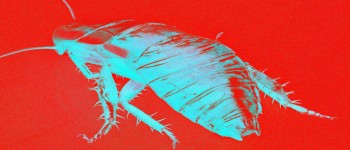 Цей маленький робот продовжує рухатися навіть після того, як ви наступите на нього