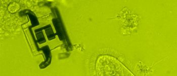 Цей робот настільки крихітний, що ви можете вмістити десять з них на одну крапку