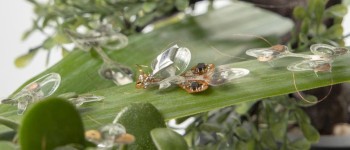 Ця роботизована комаха була розроблена, щоб вижити