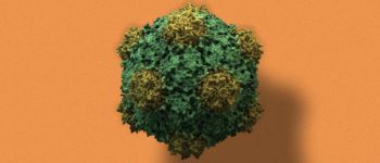 Цей дивний рослинний вірус може вилікувати багато видів раку