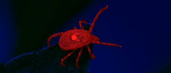 Укуси кліщів призвели до алергії на червоне м'ясо у тисяч американців