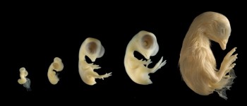 Крихітні кількості пластику викликають жахливі проблеми у курячих ембріонів