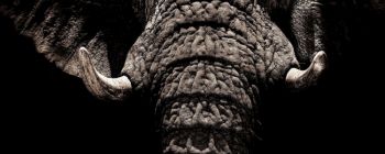 Технологічні компанії приєднуються до боротьби з торгівлею дикими тваринами