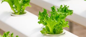 Щоб нагодувати голодну планету, нам всім потрібно їсти менше м'яса