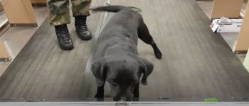 Дресировані собаки відчувають запах коронавірусу