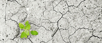 ООН попереджає про «голод біблійних масштабів» у 2021 році