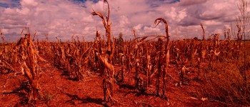 ООН попереджує: їжа стане дуже дуже дорогою