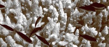 Підводні роботи допомагають врятувати Великий бар'єрний риф