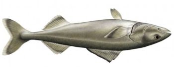 Маса теплої води, відома як «Крапля», вбиває тріску Аляски