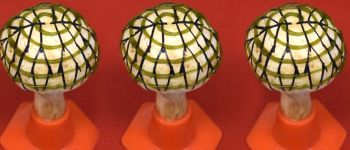 Ми тепер можемо генерувати електрику з «біонічних грибів»