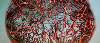 Тепер ми можемо виростити ідеальні людські кровоносні судини в лабораторії