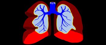 Ми тепер можемо успішно пересадити лабораторні легені у свиней