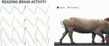 Ілон Маск: ми вже імплантували нейрозв'язок в живих свиней