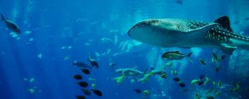 Кити й акули - нові жертви наших пластикових відходів