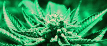 ВООЗ рекомендує ООН перекласифікувати марихуану як менш небезпечну