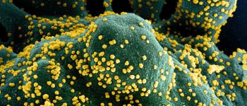 ВООЗ: коронавірус може бути тут назавжди