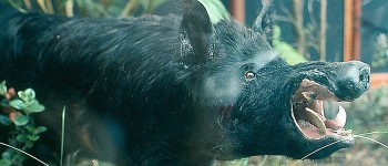 Вчені з'ясовують, чому дикі кабани настільки радіоактивні