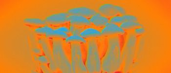 Перший у світі центр досліджень психоделіків відкривається в Великобританії