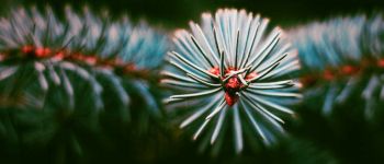 Ваша новорічна ялинка може бути перероблена в фарбу або підсолоджувачі