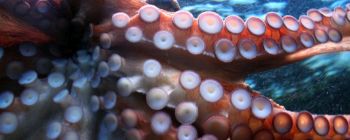 Ваш наступний похід до дантиста може включати чорнило кальмара і лазери