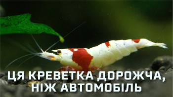 Чому деякі креветки коштують більше, ніж автомобіль