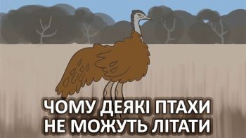 Чому деякі птахи не можуть літати