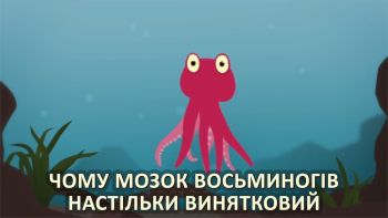 Чому мозок восьминогів настільки винятковий