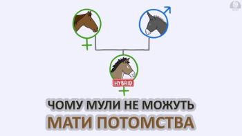 Чому мули не можуть мати потомства