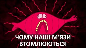 Чому наші м'язи втомлюються