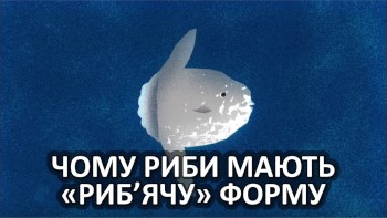 Чому риби мають «риб’ячу» форму