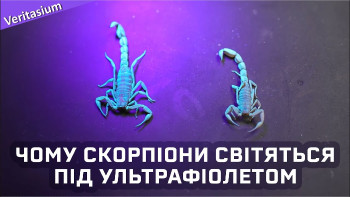 Чому скорпіони флуоресціюють