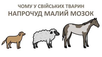 Чому у свійських тварин напрочуд малий мозок