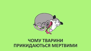 Чому тварини прикидаються мертвими 