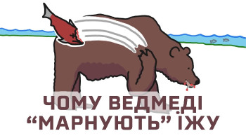 Чому ведмеді грізлі «марнують» їжу