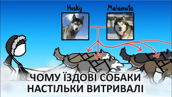 Чому їздові собаки настільки витривалі