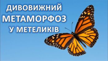 Дивовижний метаморфоз у метеликів