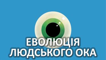 Еволюція людського ока