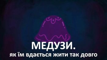 Медузи. Як їм вдається жити так довго