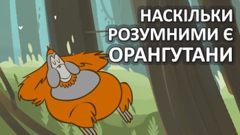 Наскільки розумними є орангутани