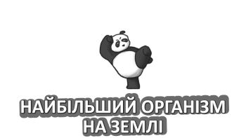 Найбільший організм на Землі