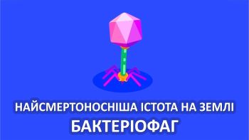 Найсмертоносніша істота на Землі - бактеріофаг