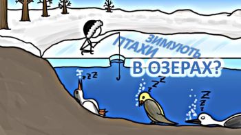 Птахи зимують в озерах?